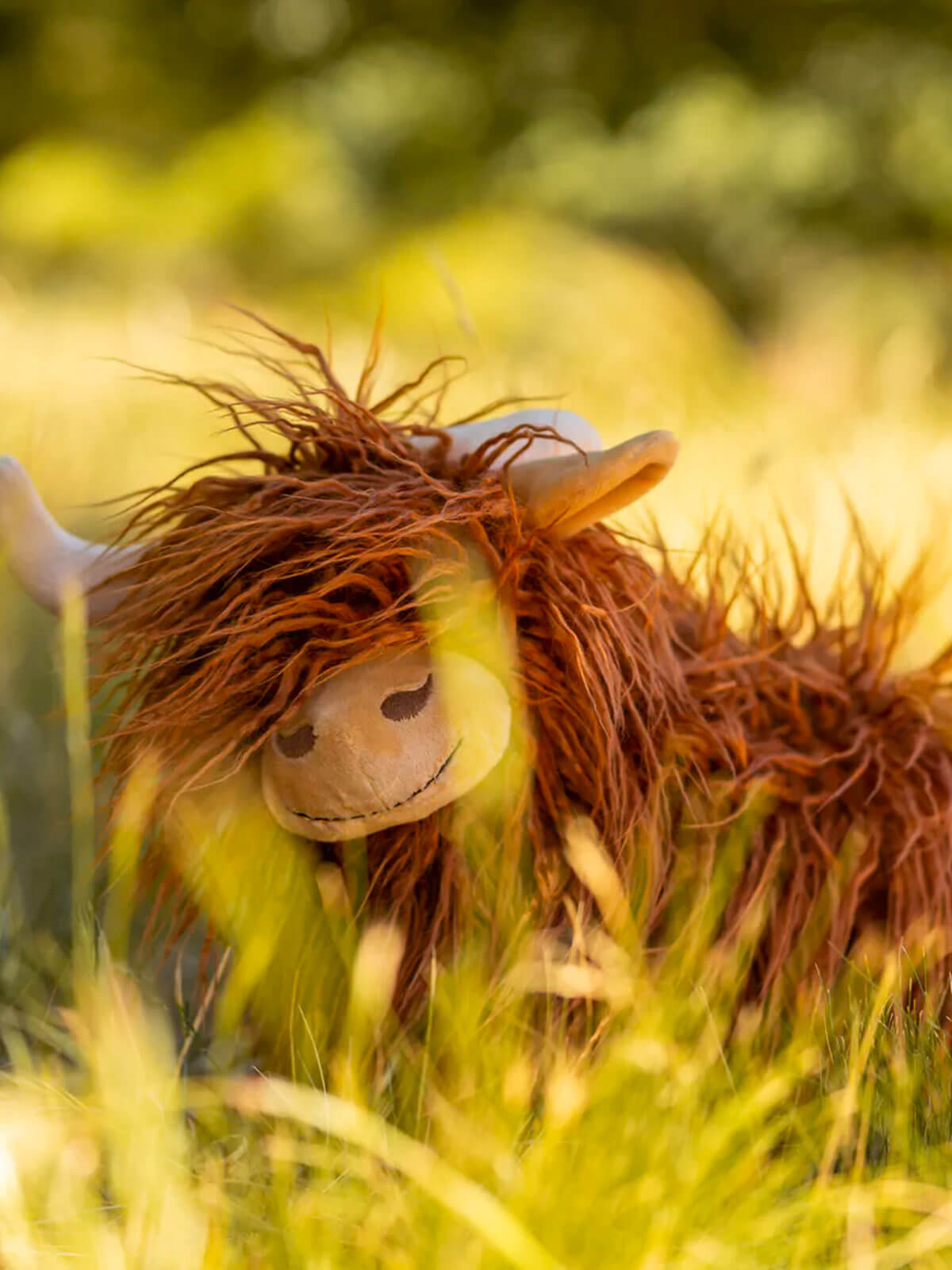 Heidi The Highland Cow